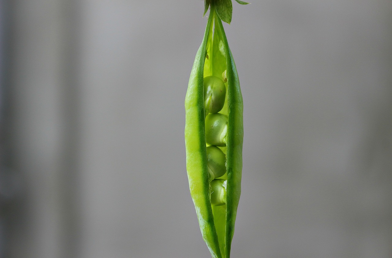 Best Tips for Growing Peas in Your Garden